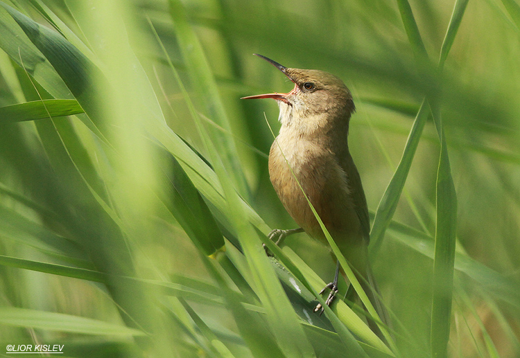 Clamorous Reed Warbler  Acrocephalus stentoreus,  Maagan Michael ,April 2013, Lior KIslev